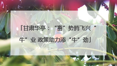 甘肃华亭：“畜”势腾飞兴“牛”业 政策助力添“牛”劲