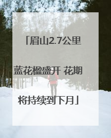 眉山2.7公里蓝花楹盛开 花期将持续到下月