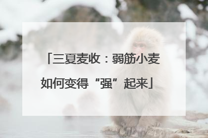 三夏麦收：弱筋小麦如何变得“强”起来