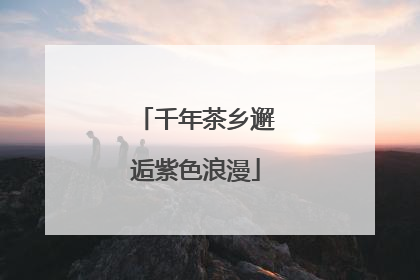 千年茶乡邂逅紫色浪漫