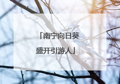 南宁向日葵盛开引游人