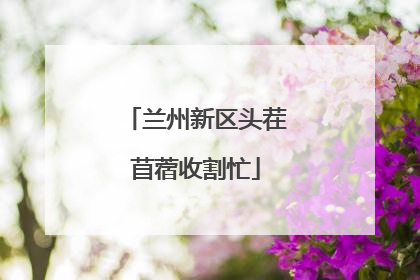 兰州新区头茬苜蓿收割忙