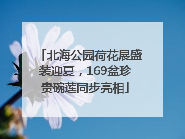 北海公园荷花展盛装迎夏，169盆珍贵碗莲同步亮相