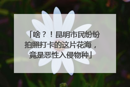 啥？！昆明市民纷纷拍照打卡的这片花海，竟是恶性入侵物种