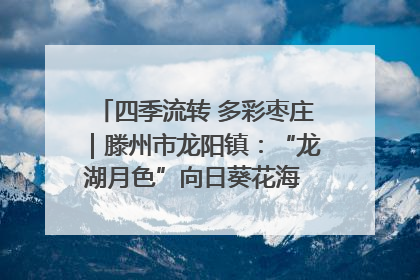 四季流转 多彩枣庄｜滕州市龙阳镇：“龙湖月色”向日葵花海 绘就乡村振兴新画卷