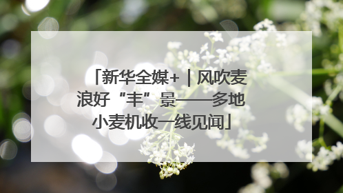 新华全媒+｜风吹麦浪好“丰”景——多地小麦机收一线见闻