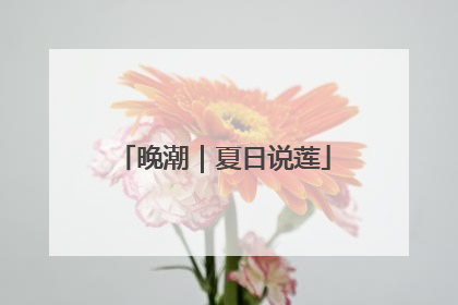 晚潮｜夏日说莲