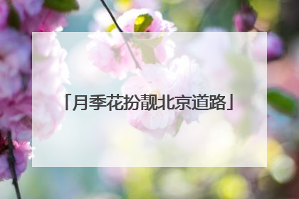 月季花扮靓北京道路