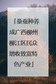 桑蚕种养成广西柳州柳江区民众增收致富特色产业