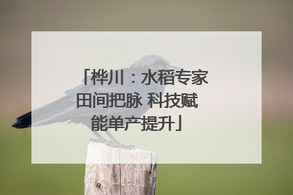 桦川：水稻专家田间把脉 科技赋能单产提升