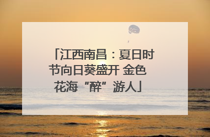 江西南昌：夏日时节向日葵盛开 金色花海“醉”游人