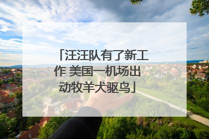 汪汪队有了新工作 美国一机场出动牧羊犬驱鸟
