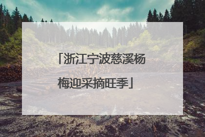 浙江宁波慈溪杨梅迎采摘旺季