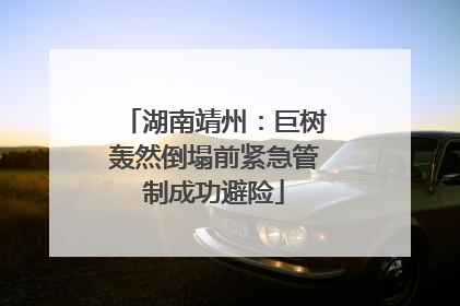 湖南靖州：巨树轰然倒塌前紧急管制成功避险