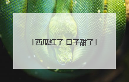 西瓜红了 日子甜了