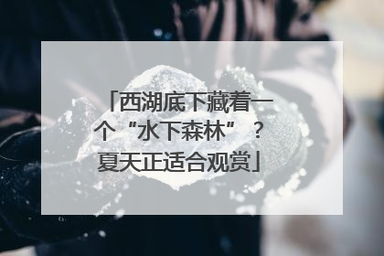 西湖底下藏着一个“水下森林”？夏天正适合观赏