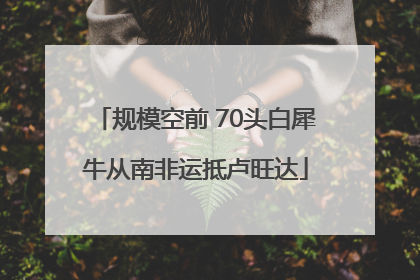 规模空前 70头白犀牛从南非运抵卢旺达