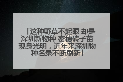 这种野草不起眼 却是深圳新物种 密穗砖子苗现身光明，近年来深圳物种名录不断刷新