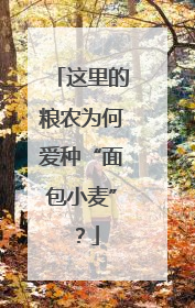 这里的粮农为何爱种“面包小麦”？