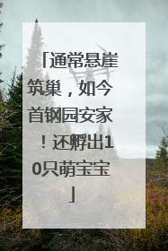 通常悬崖筑巢，如今首钢园安家！还孵出10只萌宝宝