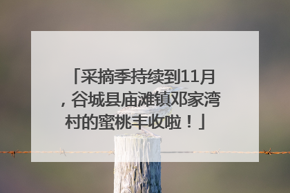 采摘季持续到11月，谷城县庙滩镇邓家湾村的蜜桃丰收啦！