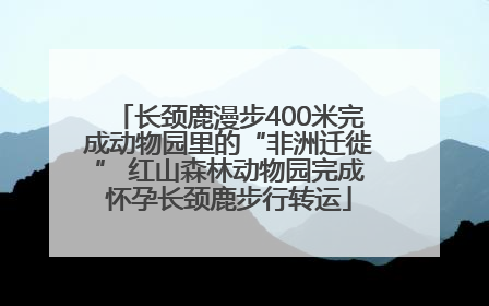 长颈鹿漫步400米完成动物园里的“非洲迁徙” 红山森林动物园完成怀孕长颈鹿步行转运