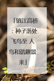 镇江高桥：种子落处飞鸟至 人鸟和谐趣景来