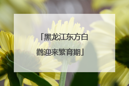 黑龙江东方白鹳迎来繁育期